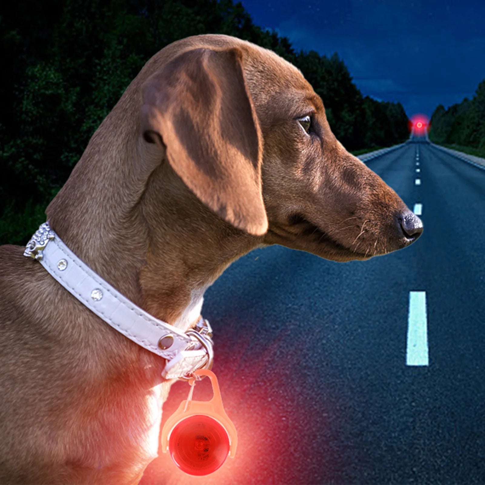 LED Glow Dog Collar Pendant